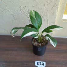 Load image into Gallery viewer, #R24 Spathiphyllum Picasso