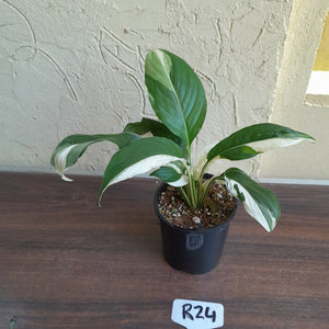 #R24 Spathiphyllum Picasso