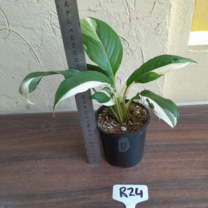 #R24 Spathiphyllum Picasso