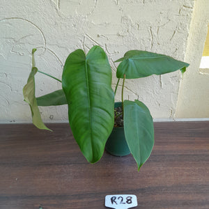 #R28 Philodendron Sharoniae