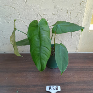 #R28 Philodendron Sharoniae