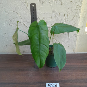 #R28 Philodendron Sharoniae