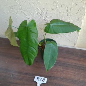 #R28 Philodendron Sharoniae