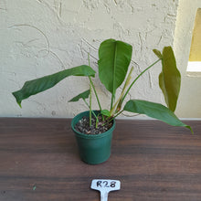 Load image into Gallery viewer, #R28 Philodendron Sharoniae