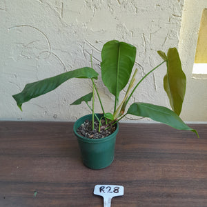 #R28 Philodendron Sharoniae