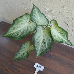 #D55 Caladium