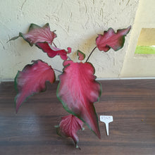 Load image into Gallery viewer, #R245 Frilly Caladium