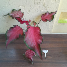 Load image into Gallery viewer, #R245 Frilly Caladium