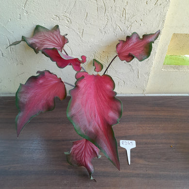 #R245 Frilly Caladium