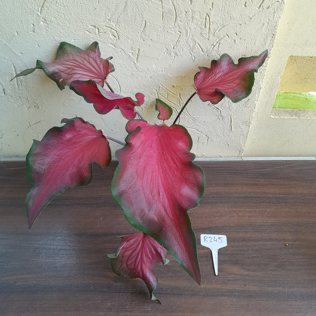 #R245 Frilly Caladium