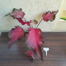 Load image into Gallery viewer, #R245 Frilly Caladium