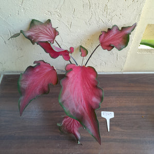 #R245 Frilly Caladium