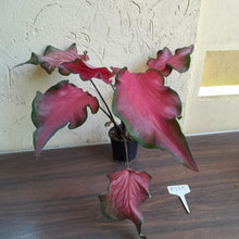 Load image into Gallery viewer, #R245 Frilly Caladium