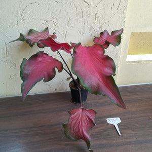 #R245 Frilly Caladium