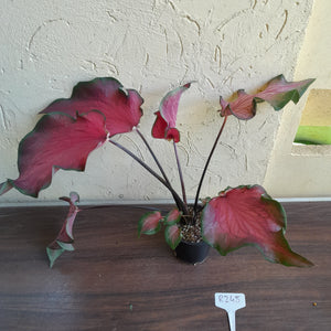 #R245 Frilly Caladium