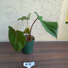 Load image into Gallery viewer, #R71 Philodendron Pastazanum x Gloriosum