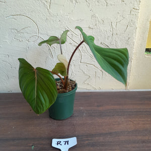 #R71 Philodendron Pastazanum x Gloriosum