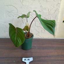 Load image into Gallery viewer, #R71 Philodendron Pastazanum x Gloriosum