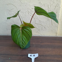 Load image into Gallery viewer, #R71 Philodendron Pastazanum x Gloriosum