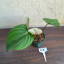 Load image into Gallery viewer, #R71 Philodendron Pastazanum x Gloriosum