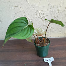 Load image into Gallery viewer, #R71 Philodendron Pastazanum x Gloriosum