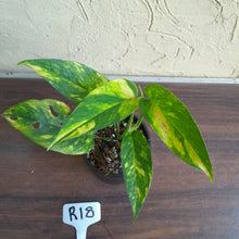 Load image into Gallery viewer, #R18 Variegated Epipremnum Pinnatum Aurea