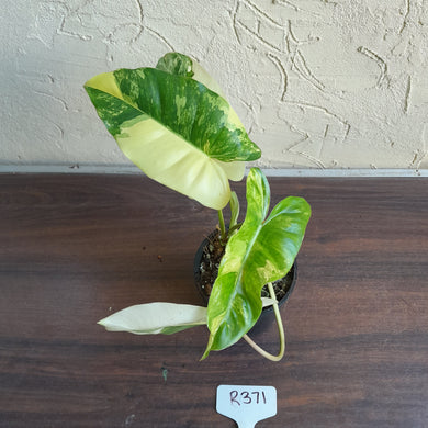 #R371 Variegated Philodendron Burle Marx