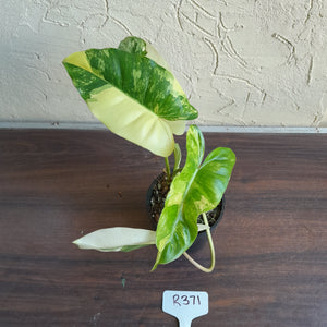 #R371 Variegated Philodendron Burle Marx