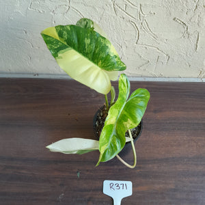 #R371 Variegated Philodendron Burle Marx