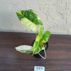 #R371 Variegated Philodendron Burle Marx