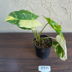 #R371 Variegated Philodendron Burle Marx