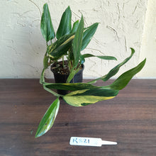 Load image into Gallery viewer, #R821 Two x Headed Variegated Monstera Standleyana Aurea