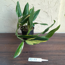 Load image into Gallery viewer, #R821 Two x Headed Variegated Monstera Standleyana Aurea