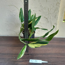 Load image into Gallery viewer, #R821 Two x Headed Variegated Monstera Standleyana Aurea