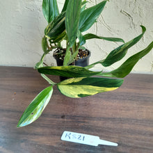 Load image into Gallery viewer, #R821 Two x Headed Variegated Monstera Standleyana Aurea