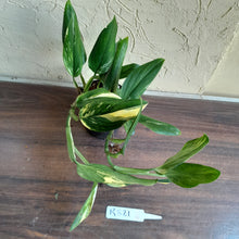 Load image into Gallery viewer, #R821 Two x Headed Variegated Monstera Standleyana Aurea