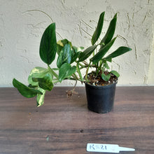 Load image into Gallery viewer, #R821 Two x Headed Variegated Monstera Standleyana Aurea