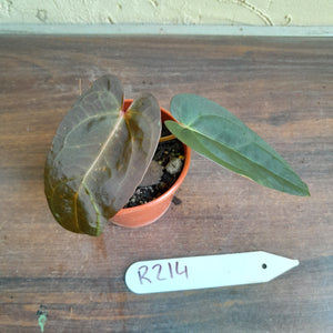 #R214 Dark Anthurium NOID