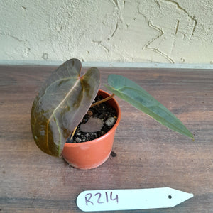 #R214 Dark Anthurium NOID