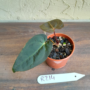 #R214 Dark Anthurium NOID