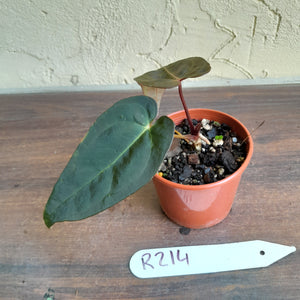 #R214 Dark Anthurium NOID