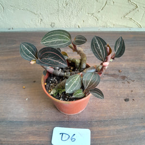 #D6 Ludisia Discolor