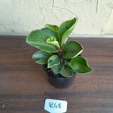 Load image into Gallery viewer, #R48 Peperomia &#39;Absinthe&#39; - NEW RELEASE