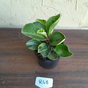 #R48 Peperomia 'Absinthe' - NEW RELEASE