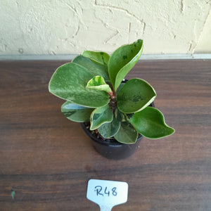 #R48 Peperomia 'Absinthe' - NEW RELEASE