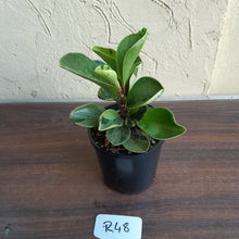 Load image into Gallery viewer, #R48 Peperomia &#39;Absinthe&#39; - NEW RELEASE