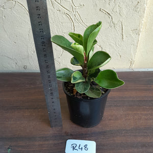 #R48 Peperomia 'Absinthe' - NEW RELEASE