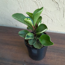 Load image into Gallery viewer, #R48 Peperomia &#39;Absinthe&#39; - NEW RELEASE