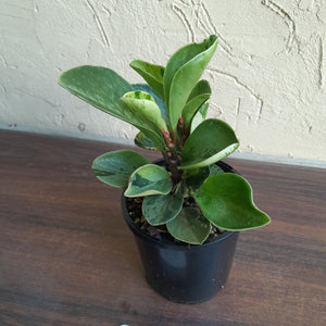 #R48 Peperomia 'Absinthe' - NEW RELEASE