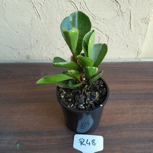 #R48 Peperomia 'Absinthe' - NEW RELEASE